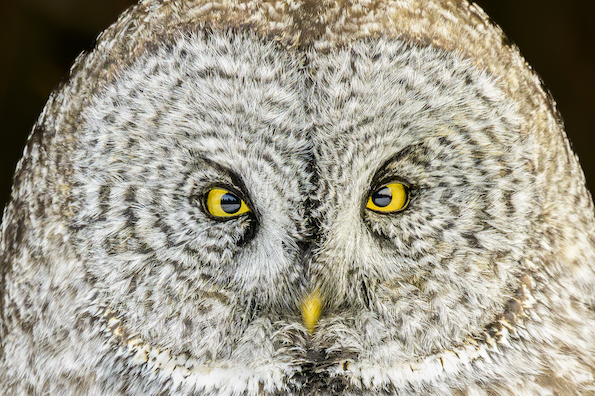 Grey Owl