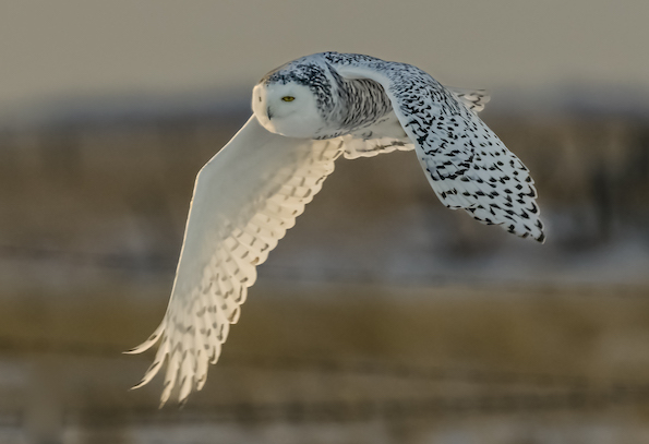 Snowy Owl
